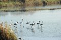 21.10.2012 Saline di Priolo (17)